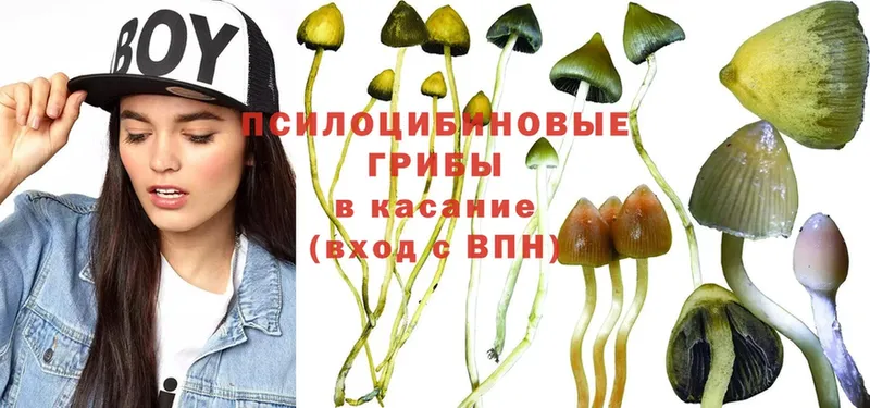 Псилоцибиновые грибы Psilocybe  купить  цена  Артёмовский 